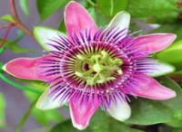 PASSIFLORA AMESTHYST